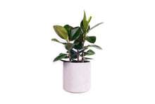 Load image into Gallery viewer, ELINE